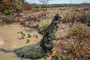 Brutus the HUGE Saltwater Croc