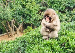 The kids loved seeing all the macaque monkeys at Iwatayama Monkey Park. 