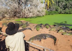 A visit to Malcolm Douglas Crocodile Park is a great way to see and learn about crocodiles