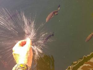 A cruise down Chamberlain Gorge will not disappoint with these Archer Fish and their awesome water spitting aim!