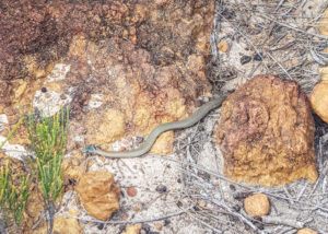 A Western crowned snake we spotted walking in Cape Le Grand NP