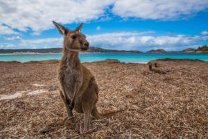 The Kangaroos at Lucy Bay, Cape Le Grand are famous!