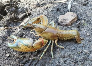A huge Yabbie caught in the cold waters of the dam