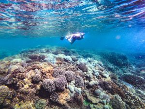 Snorkelling here at Pumpkin Island on the SGBR was one of the best we have seen