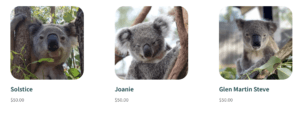  kids gift ideas - adopt a koala