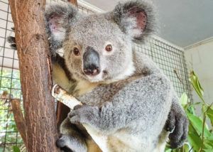 billabong zoo is a great place to visit in Port Macquarie with kids