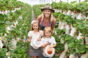 Strawberry picking at Port Macquarie is fun for all the family 