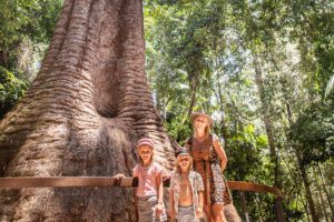 This Bottlebutt is the largest Red Bloodwood tree in the southern hemisphere!!! 16-metres wide ion Port Mac