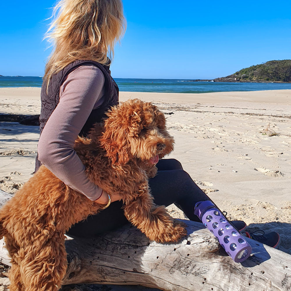 Travelling with your dog – tips from a travelling vet