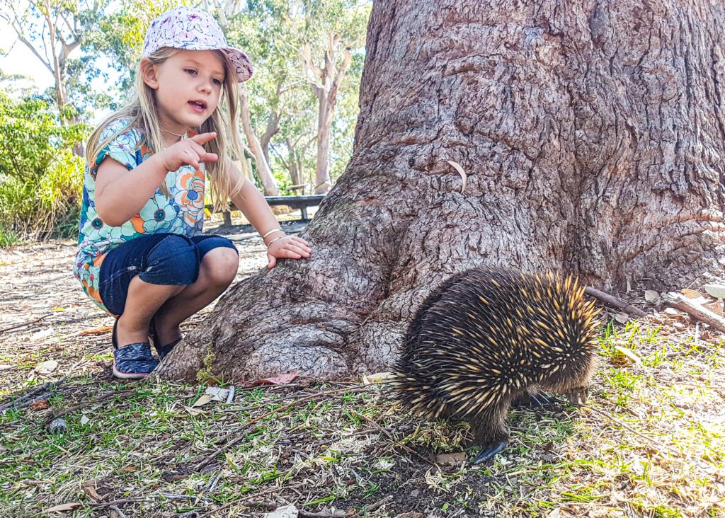 Green Patch is great to spot Aussie wildlife