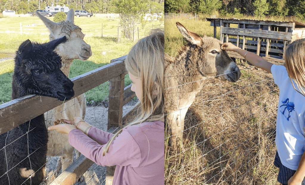 Feeding the friendly animals at The Peach Farm each morning was Marli's Favourite