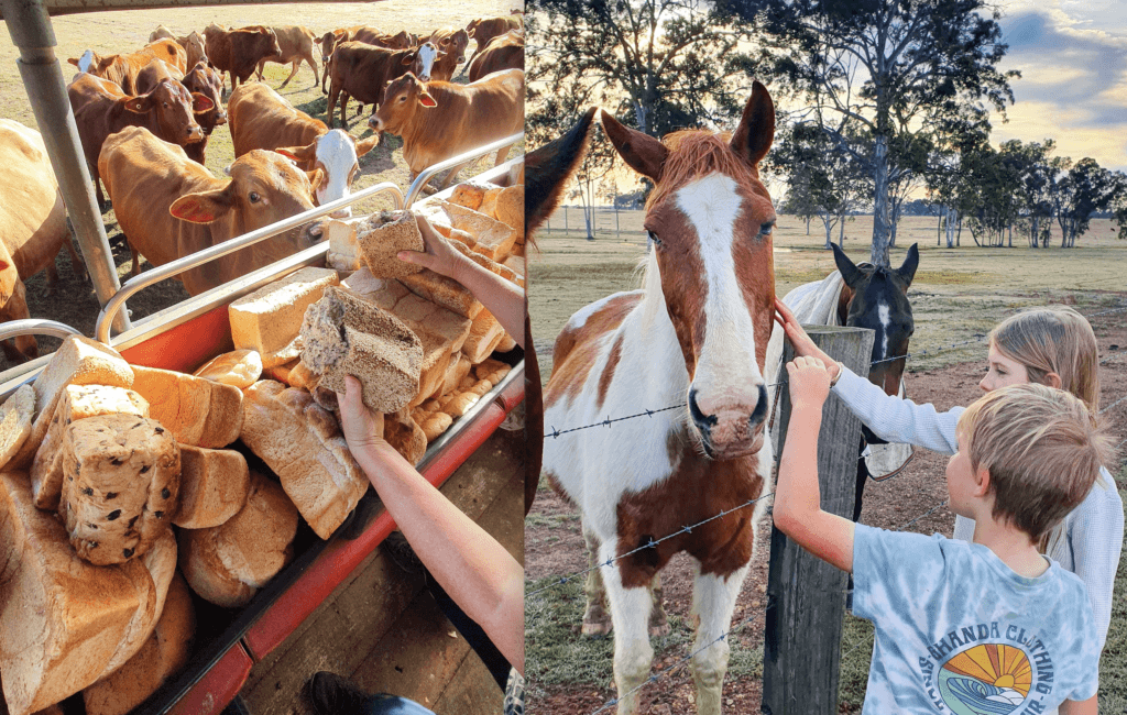 Feeding the cows is a must when you stay at Susan River Homestead