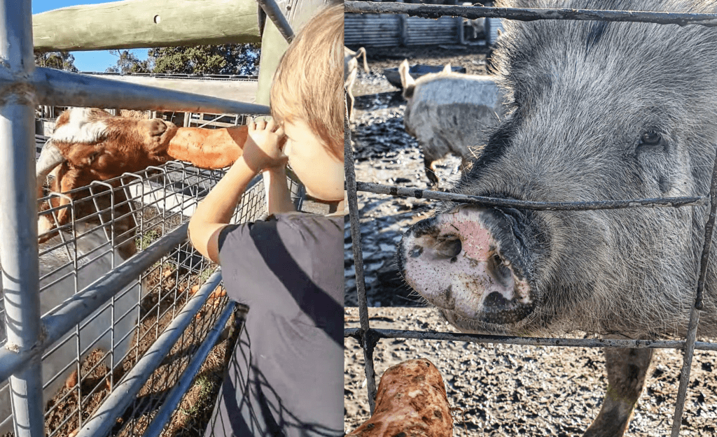 The Birthday Boy feeding the animals at Splitters Farm - Ziggy picked this spot for his birthday